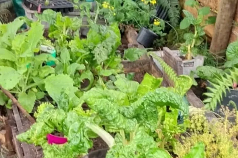 Huerta Hortaliza