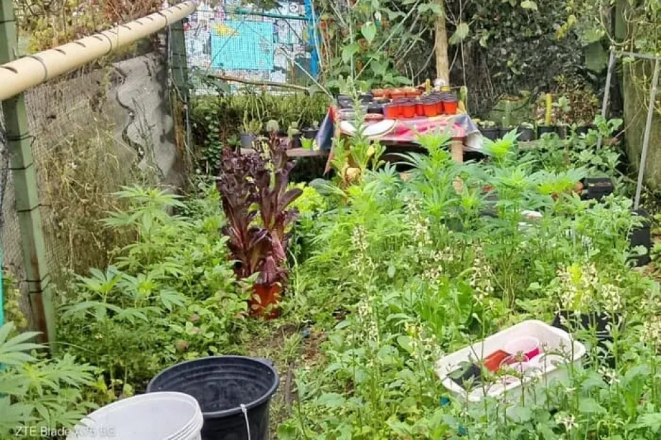 Huerta la violeta