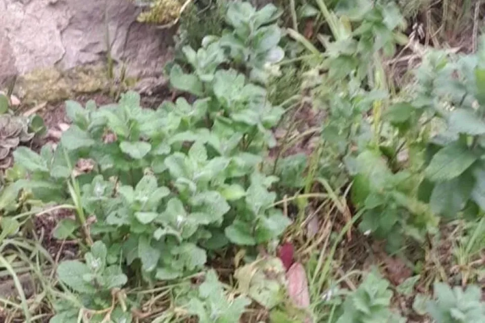 Huerta salvaje
